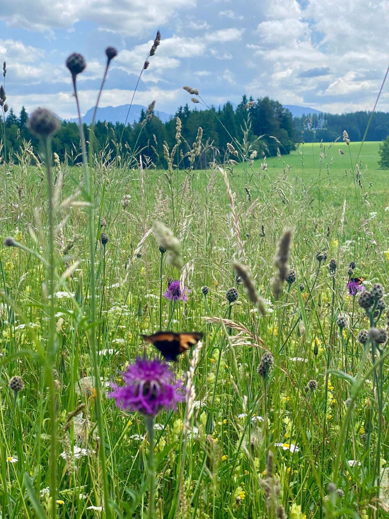 "Allgaeu-Herzl" Alpenchalet Fuer Zwei Ruckholz Dış mekan fotoğraf
